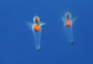 epa05534749 Clone, or sea angeles, are drifting in water at Shinagawa Aquarium in Tokyo, Japan, 11 September 2016. Clone is seen in the sea of northern Japanese island of Hokkaido.  EPA/KIMIMASA MAYAMA