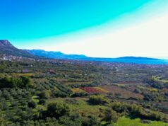 Javni poziv za podnošenje zahtjeva za sufinanciranje nabave sadnog materijala za trajne nasade u 2026. godini.